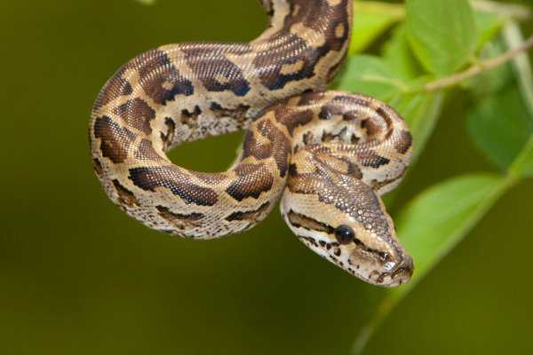 snake snake