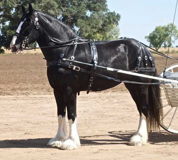 workhorse workhorse