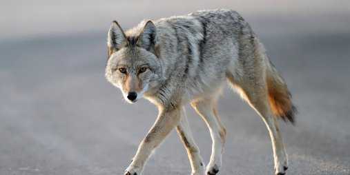 coyote coyote